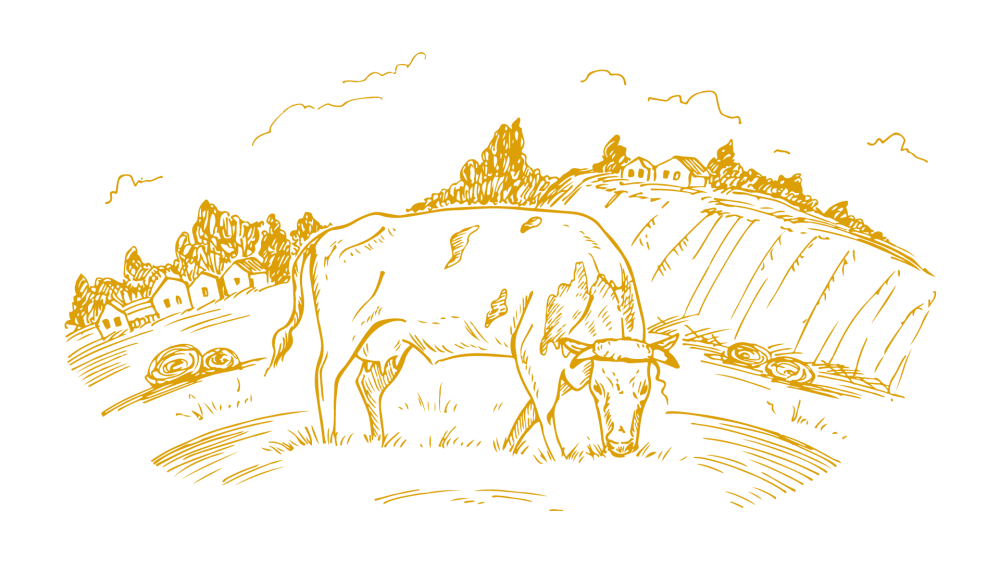 dessin d'une vache au pré